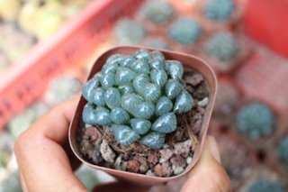 Chậu Sen Đá Kim Cương