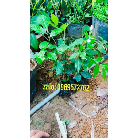 Cây húng vịt