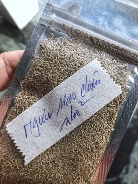 HẠT GIỐNG THỦY SINH NGƯU MAO CHIÊN LÙN 10g
