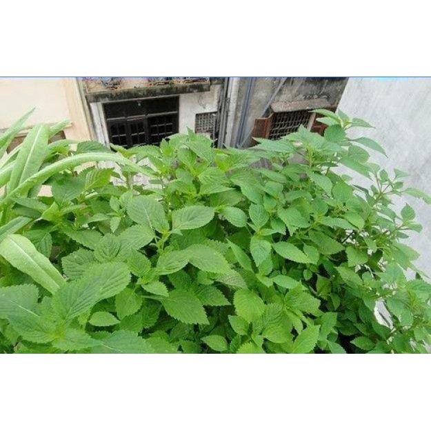 HẠT GIỐNG RAU KINH GIỚI