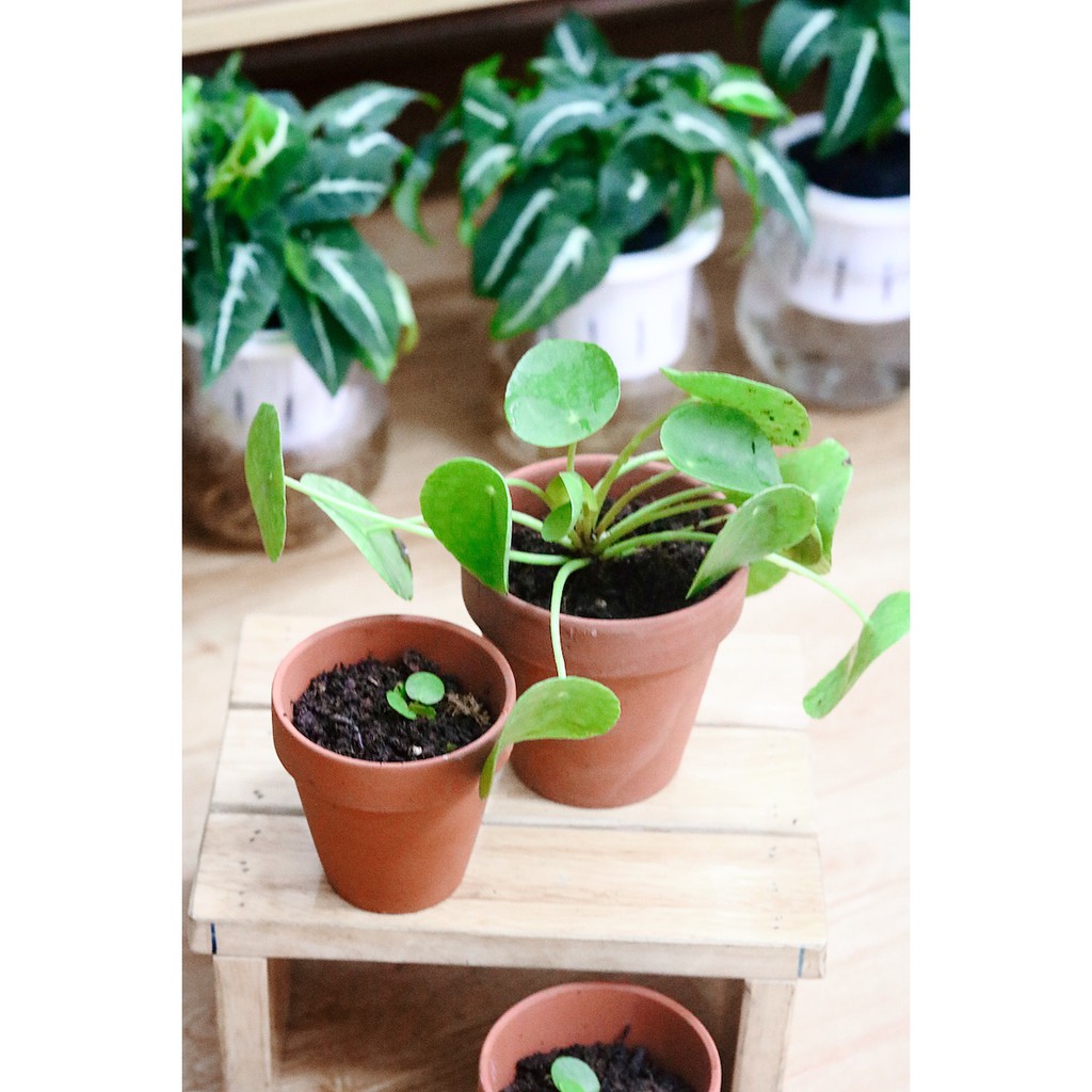 Cây Pilea Peperomioides (Chinese Money Plant, Cỏ Gương, Kim Tiền Trung Hoa, Đồng Tiền Trung Quốc) (Kèm chậu đất nung)