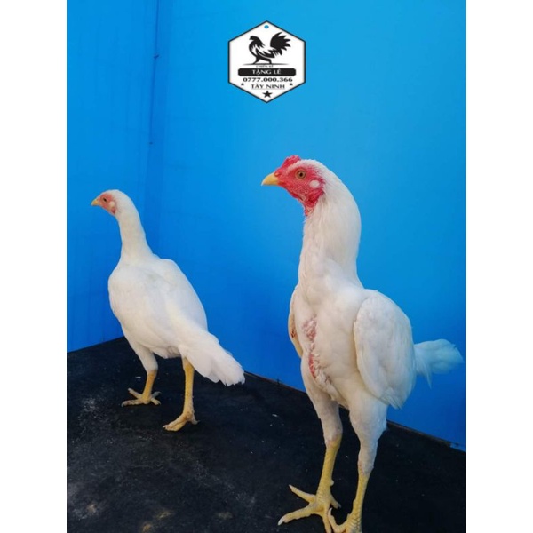 12 trứng gà tre asil bakistan