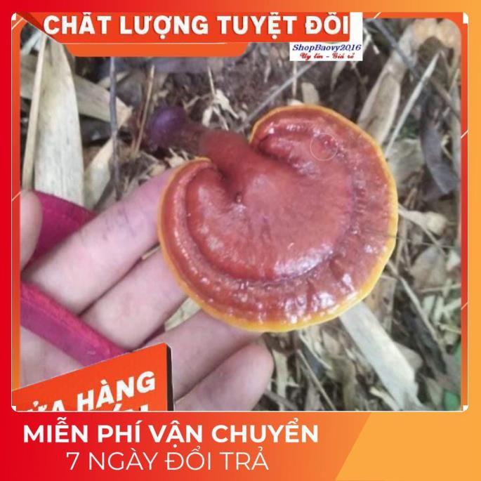 (Dược Liệu Quý) [FREE SHIP] 500g Nấm Lim xanh rừng Tây Bắc chuẩn rừng tự nhiên hỗ trợ bênh gout | BigBuy360 - bigbuy360.vn