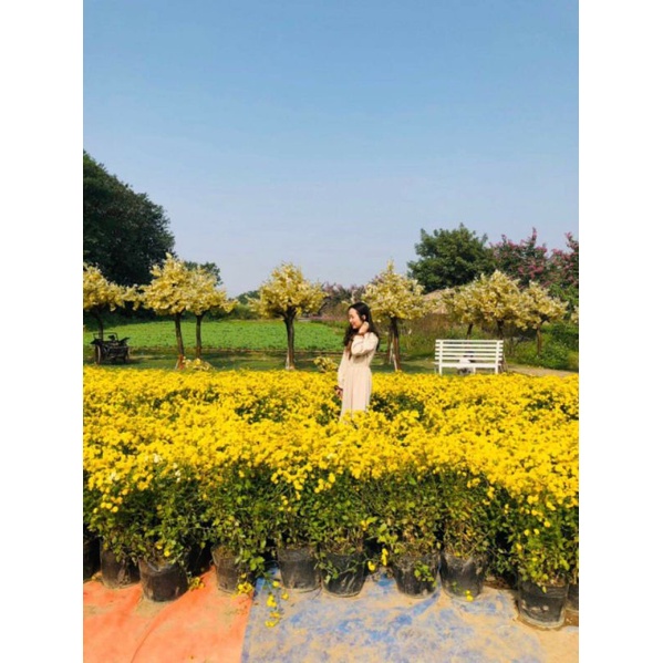 Váy form chữ A dáng tiểu thư siêu xinh - Hàng order