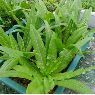 Hạt Giống Rau Diếp Thơm Đặc Biệt ( 5Gram )