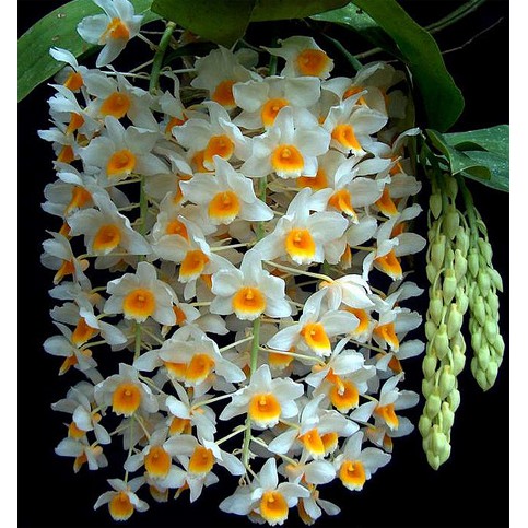 Phân bón Grow More Orchid 20-20-20 chuyên dùng cho lan - Hoa lớn, màu sắc đẹp nhập khẩu Mỹ Growmore 567gr
