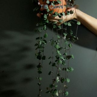 Tim Tím - String of hearts