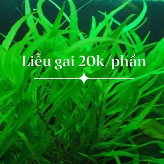 CÂY LIỄU GAI THỦY SINH - 1 PHẦN 5 NHÁNH