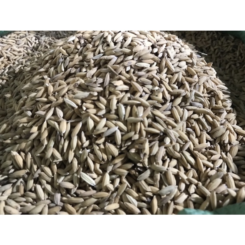 Freeship Tuấn Lúa Sạch gà đá và bồ câu giá 10.000đ/kg.