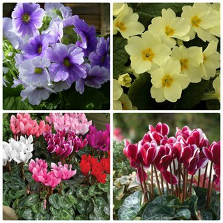 Hạt giống hoa anh thảo châu âu nhiều màu ( gói 5 hạt)