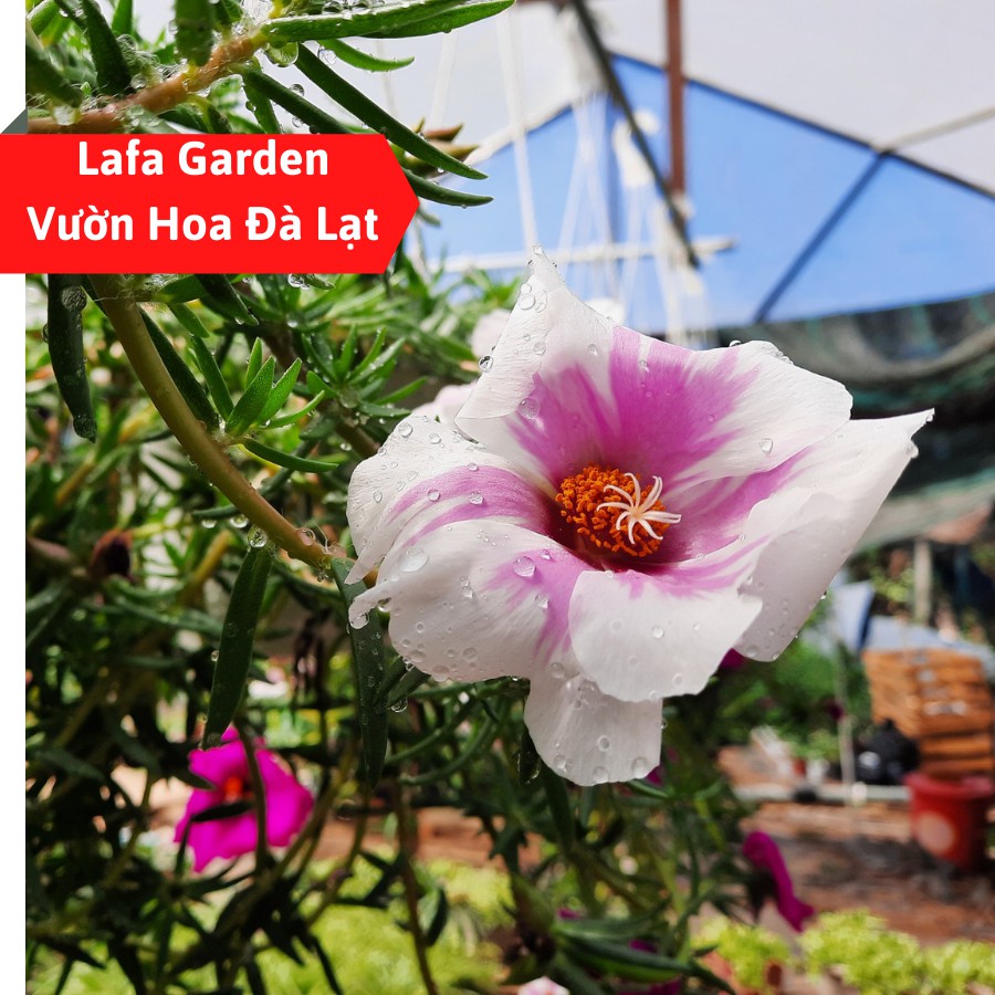 Cành giống cây hoa mười giờ Mỹ có bầu rễ,cành hoa to, màu sắc đẹp cây dễ trồng LAFA GARDEN