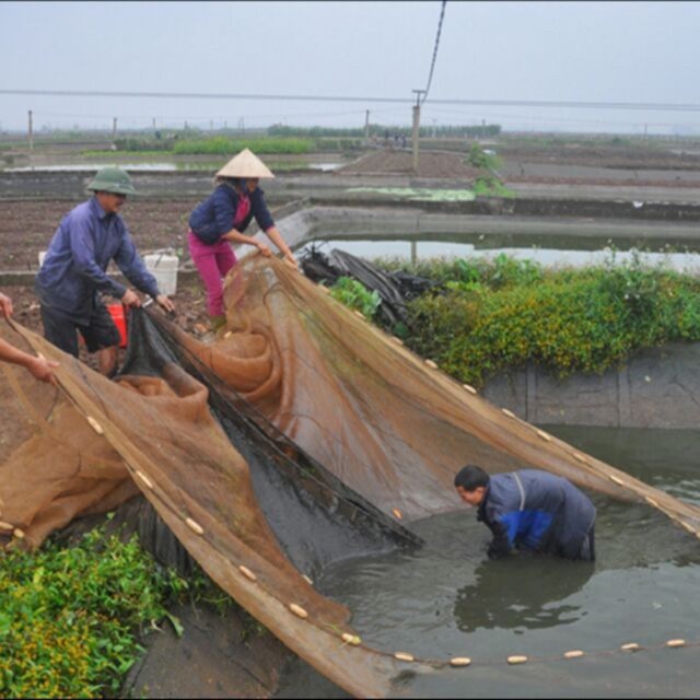 Lưới Kéo bắt Cá Dài 30m y hình