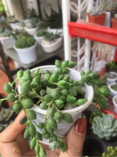 sen đá chuỗi ngọc bi