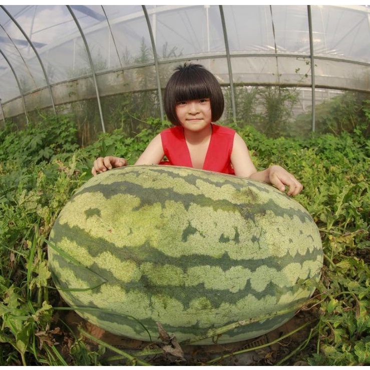 Hạt giống dưa hấu khổng lồ F1 nhập khẩu Mỹ