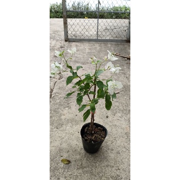 Hoa Giấy Hồng Gân