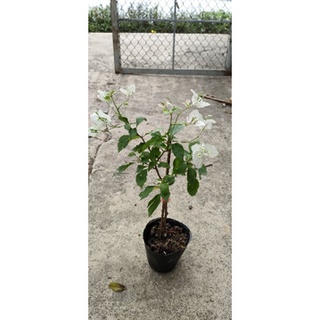 Hoa Giấy Hồng Gân ( Cây giống )