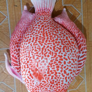 Gối Ôm Cá Biển 3D