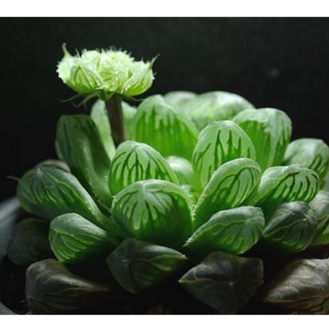 [HÀNG VIP] SEN ĐÁ KIM CƯƠNG (HAWORTHIA COOPERI) TẶNG SỎI