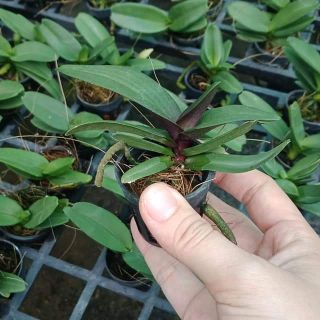 Hoa lan ngọc điểm lá mít đủ màu