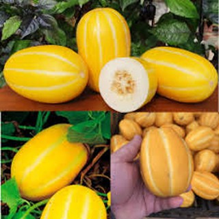 1k hạt giống dưa lê Hàn Quốc dễ trồng đậu trái ngọt