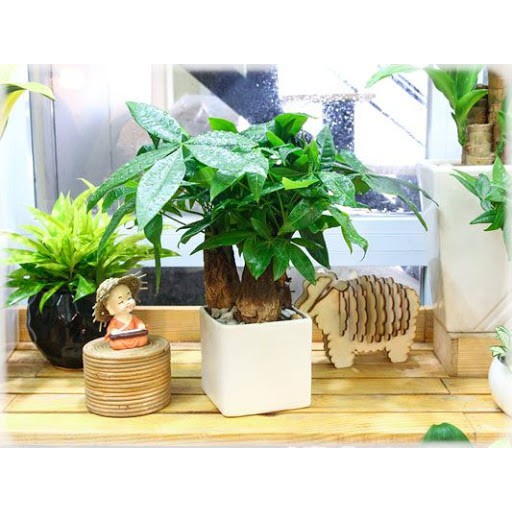 Cây kim ngân 1 thân , 3 thân để bàn hút tài lộc
