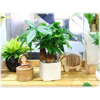 Cây kim ngân 1 thân , 3 thân để bàn hút tài lộc ( tặng phân bón + đá trang trí cây)