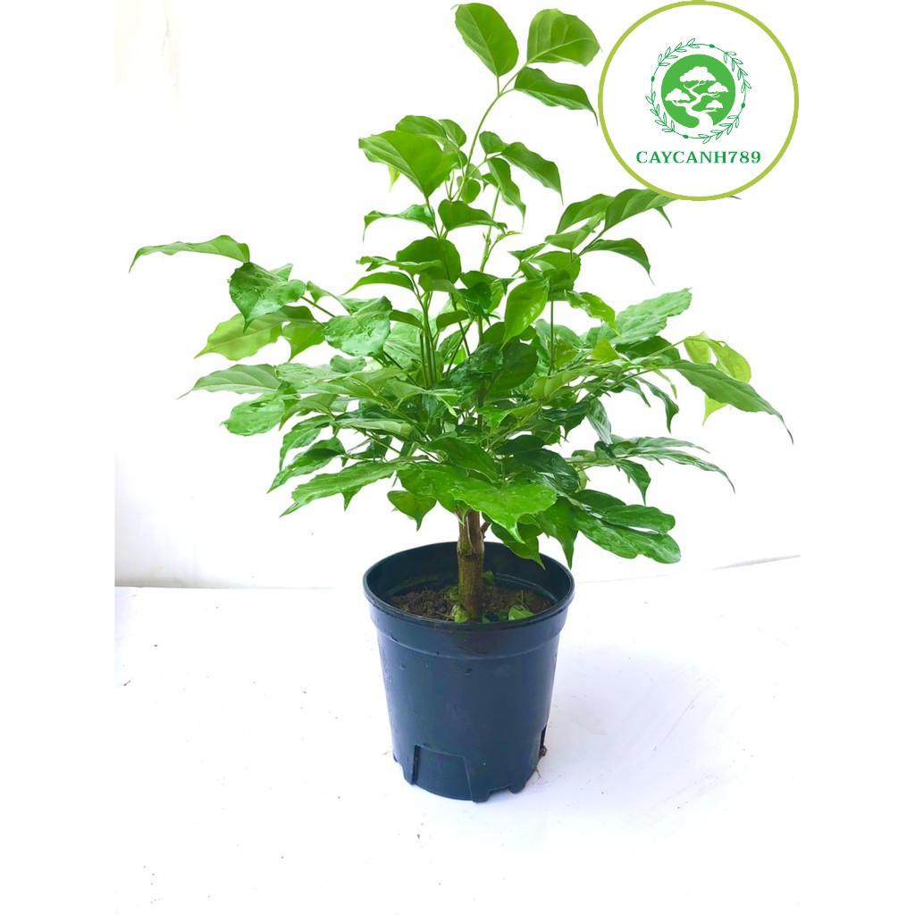 Cây hạnh phúc cao 40 cm  - Cây phong thủy