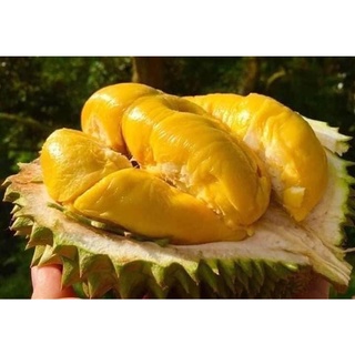 Cây giống sầu riêng ri6