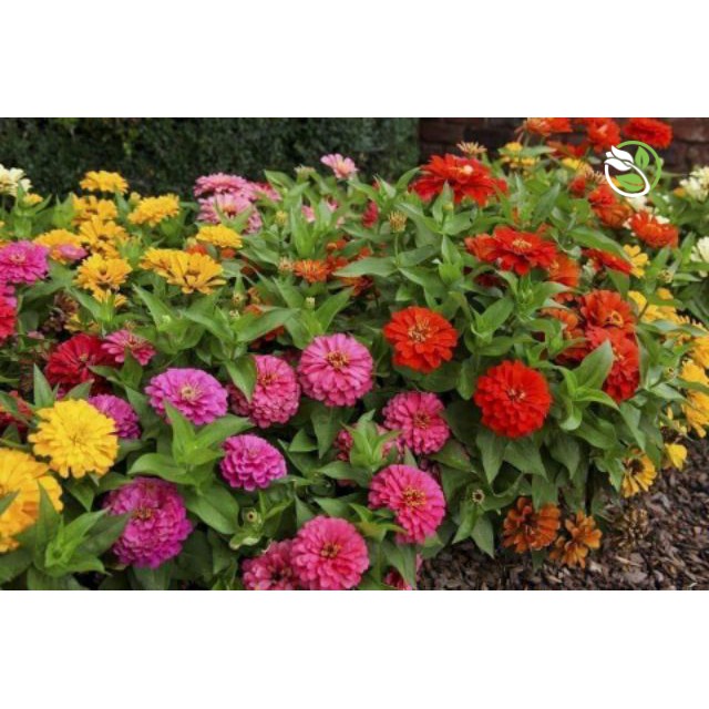 Hạt Giống Hoa Cúc Lá Nhám MIX PN-12 Phú Nông - Gói 1g - Zinnia Elegans Mix