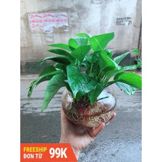 Trầu Bà Thái Trồng Thuỷ Sinh