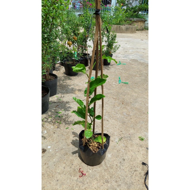 chanh dây leo chua cây giống ươm hạt