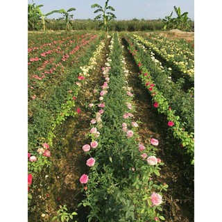 COMBO 5 GỐC HỒNG THÂN GỖ