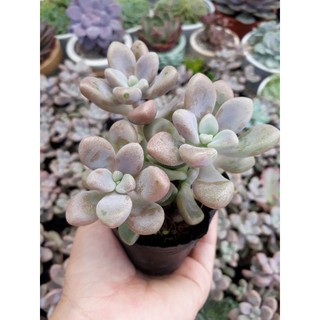 Sỏi hồng đà lạt size bầu vườn sen Đăk Lăk. Cây cảnh trang trí nhà cửa