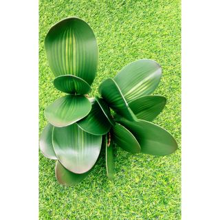 cụm lá lan cao cấp 20k
