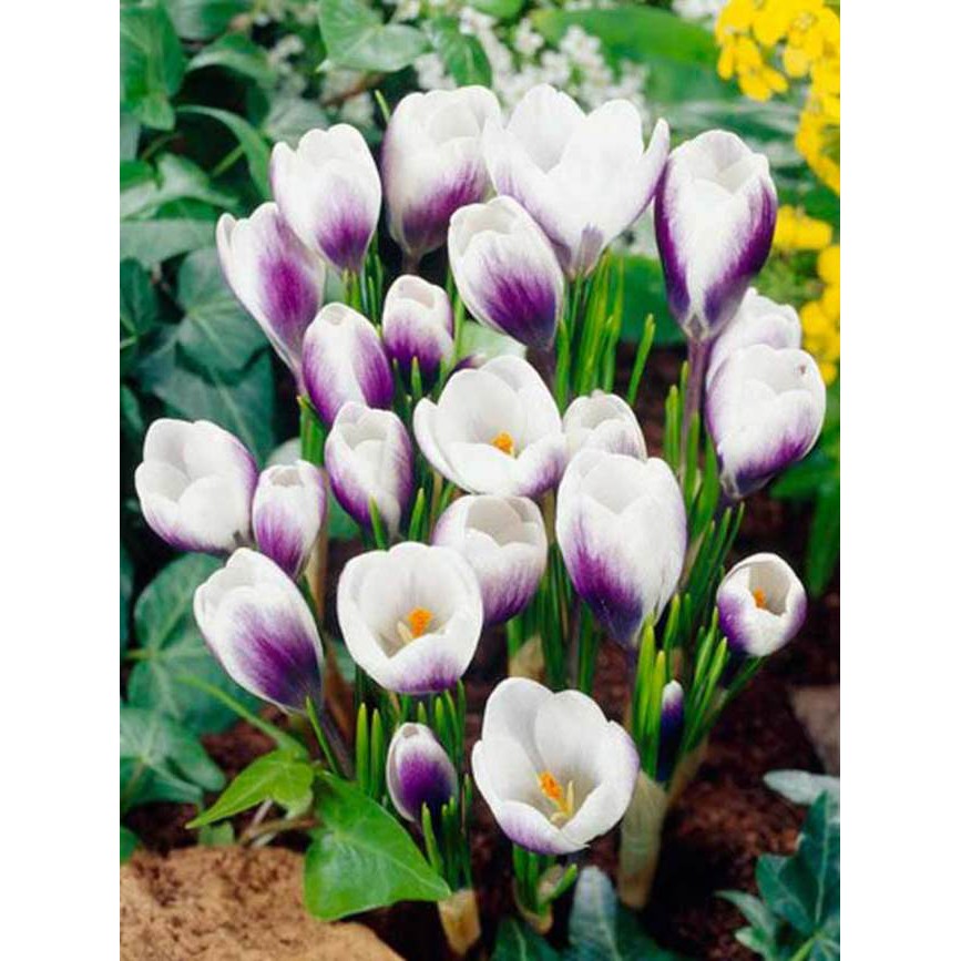 Củ hoa nghệ tây Crocus