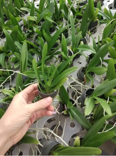 Cây giống lan Cửu bảo tiên