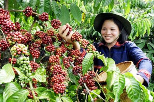 Cà Phê Robusta và Arabica Rang Mộc Daklak Pha Phin (LINH TRANG) | BigBuy360 - bigbuy360.vn