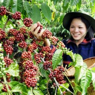 Cà Phê Robusta và Arabica Rang Mộc Daklak Pha Phin (LINH TRANG)