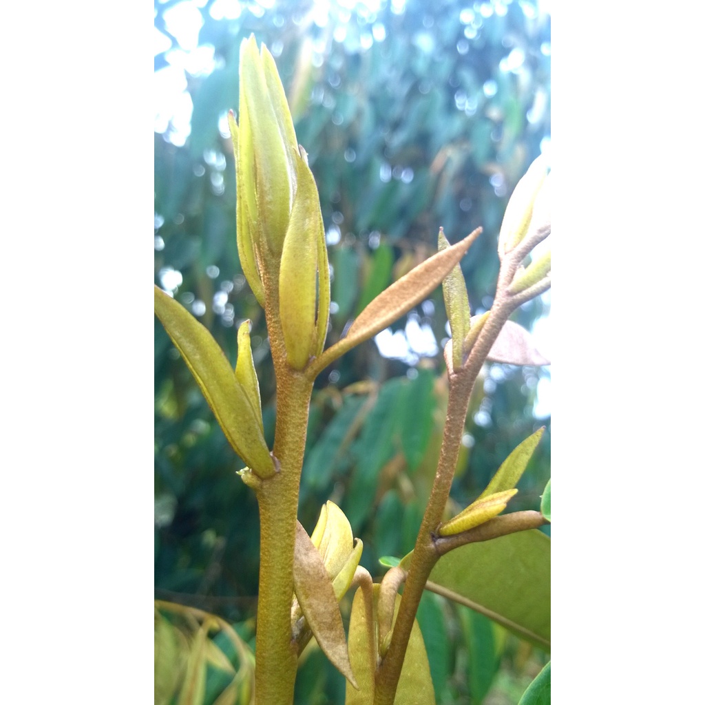 MANCOZEB - MANCO BACA  ẤN ĐỘ