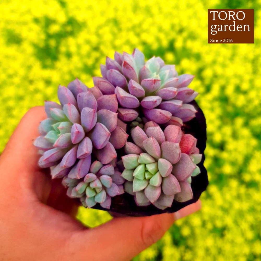 Sen đá kim cương tím Đà Lạt size bé cây cảnh trang trí nhà cửa Toro garden