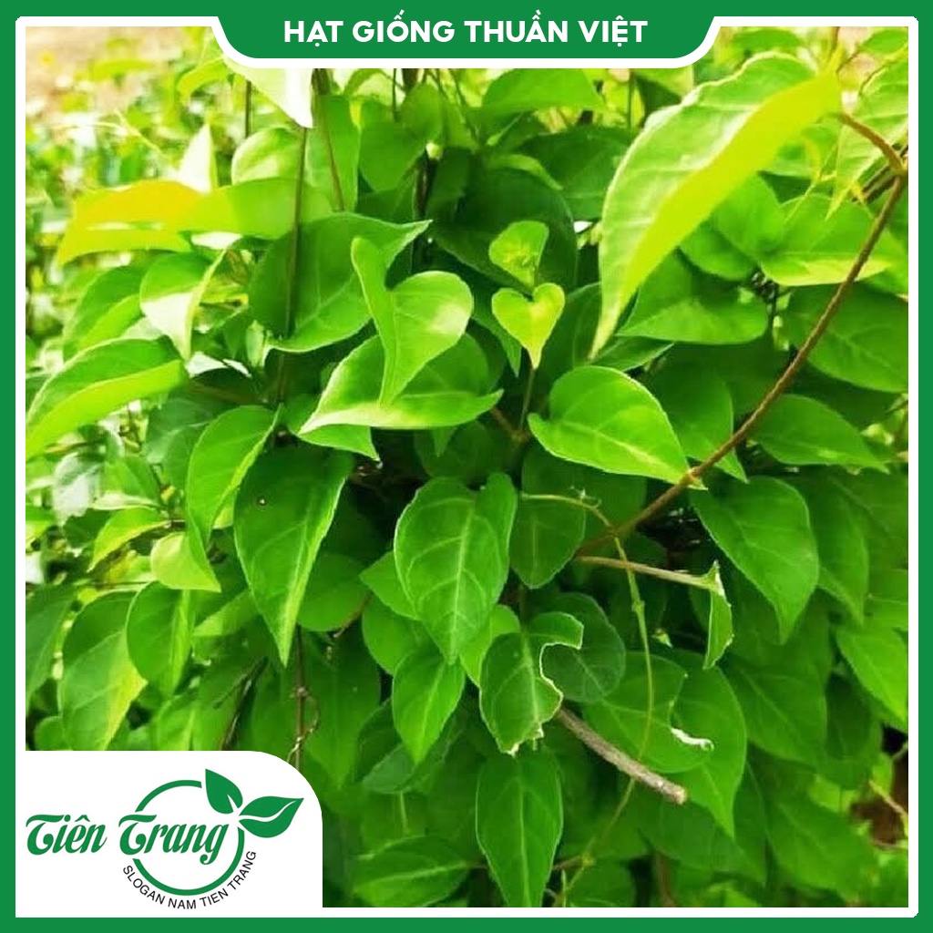Hạt Giống Lá Giang