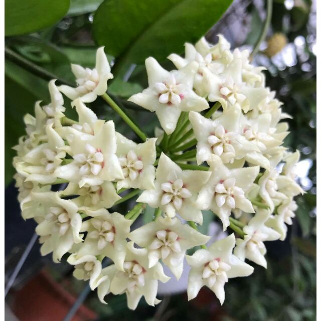 Cẩm cù Autralish