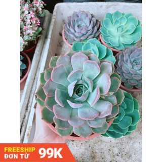 Sen Đá Tím Cánh Cứng Size Đại