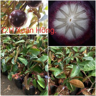 cây vú sữa tím mica, không mủ, cao 70-90cm.