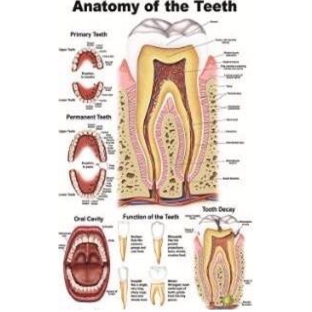 Tranh giải phẫu răng