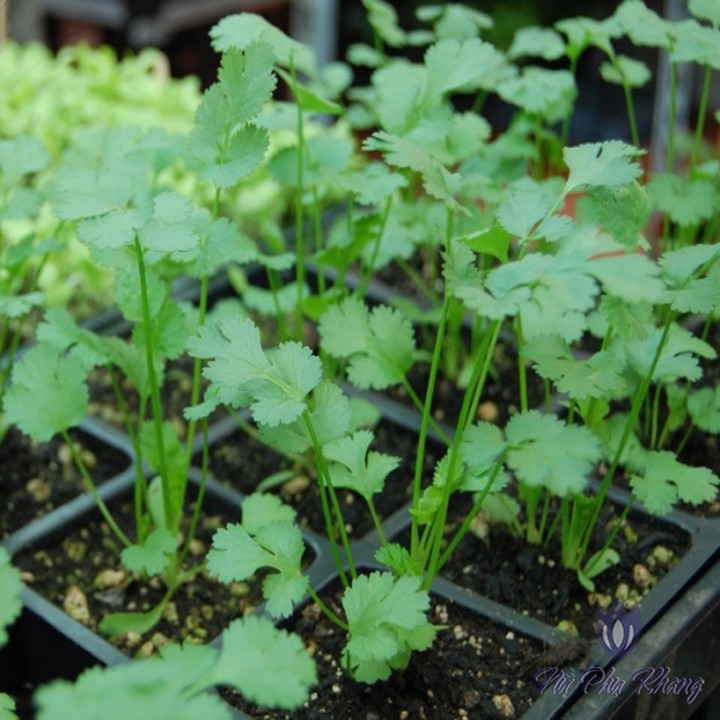 Hạt giống mùi tía cao sản gói 20 gr