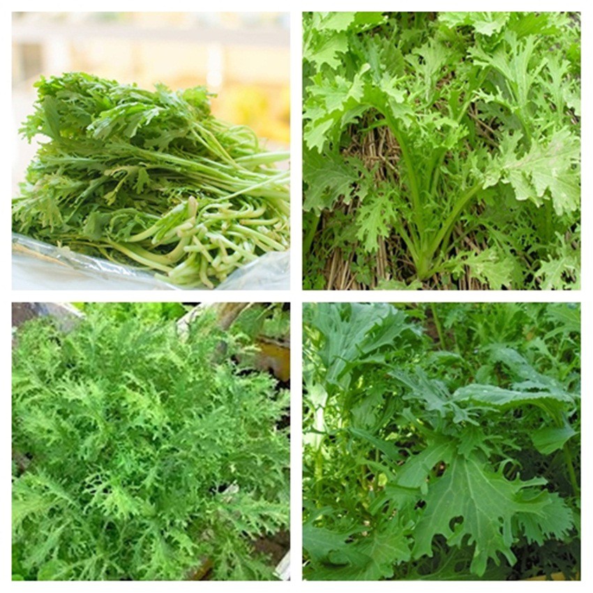 Hạt giống cải đuôi phụng