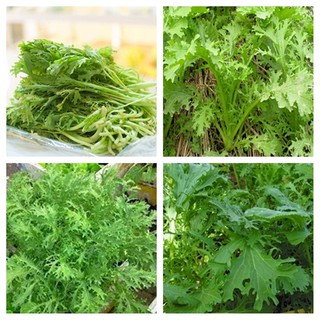 Hạt giống cải đuôi phụng