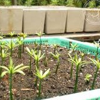 Hạt giống cây tùng la hán ( Gói 10 Hạt Tặng Gói Kích Thích Hạt Nảy Mầm ) - STHG2