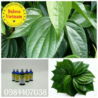 TINH DẦU LÁ TRẦU (Piper Betel Leaf  Oil) 50ml